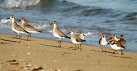 A group of Shorebirds