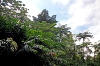El Yunque Natinal Forest