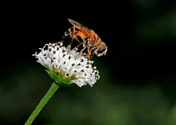 Bee Mimicking Fly