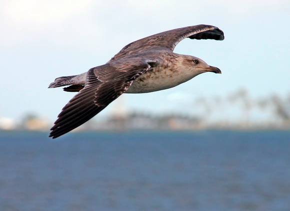 Lesser Black-backed Gull, Gaviota Sombría