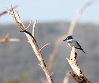 Belted Kingfisher, Martín Pescador Bandeado