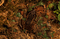 Eleutherodactylus coquí