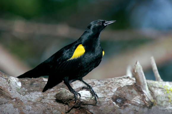 Yellow-shouldered Blackbird, Mariquita