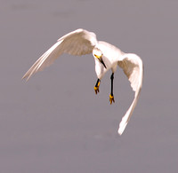 Snowy Egret, Garza Blanca