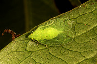 Green Micromoth, Micropolilla Verde.