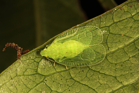 Green Micromoth, Micropolilla Verde.