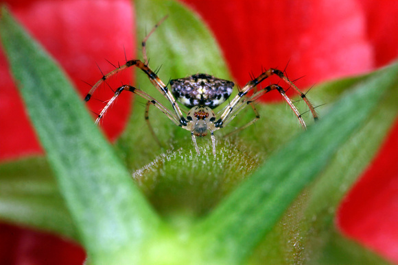 Endemic Spider