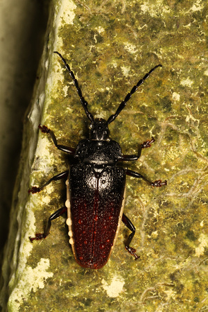 Cerambycidae Beetle