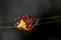 Arrowhead Spider.