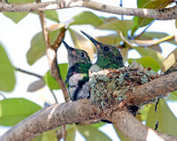 Green-throated Carib, Zumbador de Pecho Azul