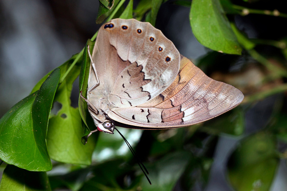 Silverking Butterfly