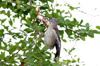 Northern Mockingbird Feeding, Ruiseñor Comiendo