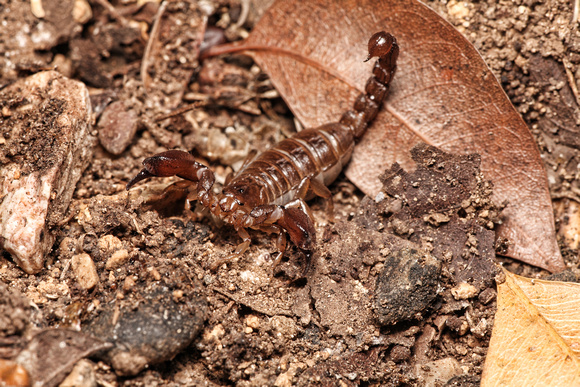 heteronebo portoricensis, scorpion, guanica