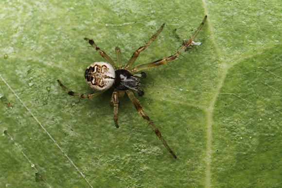 Spider, Male