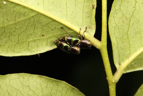 Mating Jewel Bugs