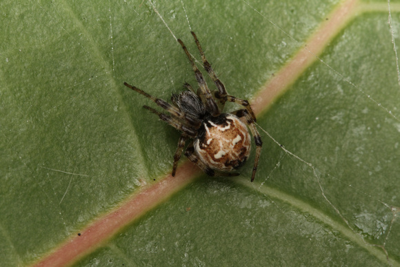 Spider, Female