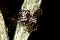 Araneidae, Eustala anastera, male, and a female Eustala sp.