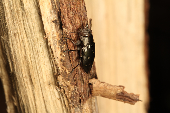 Jewel Bug or Metallic Wood-boring Beetle