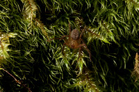 Stassina portoricensis