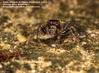 Pathemathis portoricensis, Jumping Spider