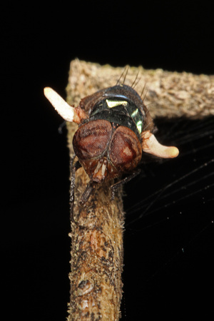Cordyceps Fungus on Flies