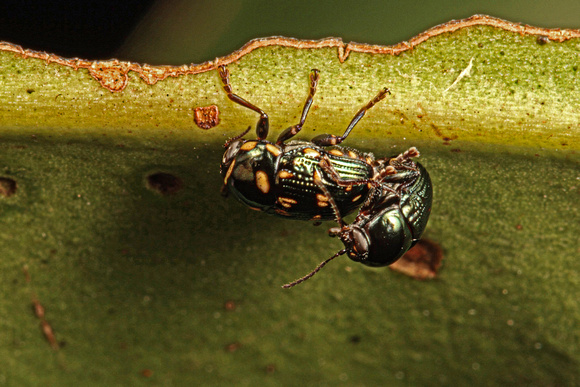 Mating Leaf Beetles