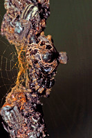 Spider in Web Debris