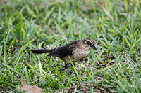 Boat Tailed Grackle, Female