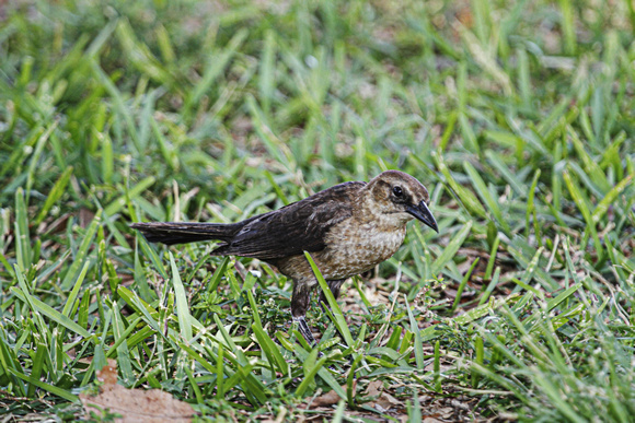 Boat Tailed Grackle, Female