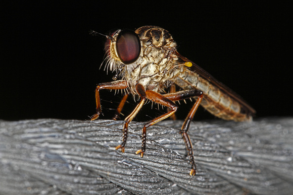 Robber Fly