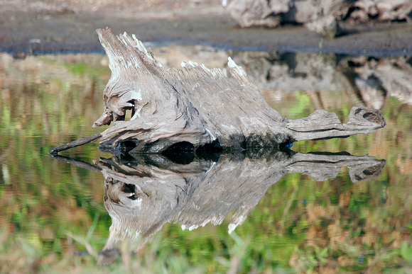 Driftwood Reflection in Mangrove