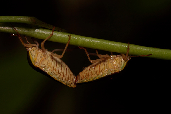 Stink Bugs Mating
