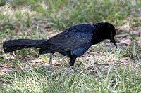 Boat Tailed Grackle, Male