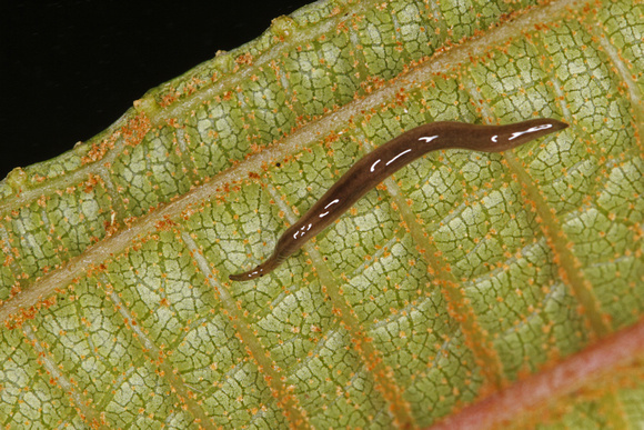 Planarian Flatworm