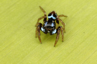 Anasaitis gloriae, Jumping Spider