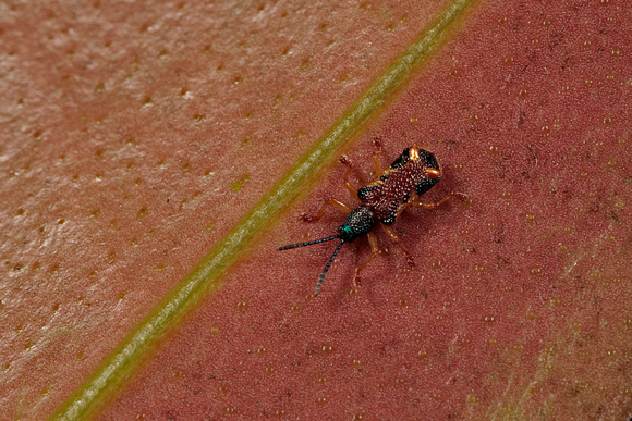 Scarab Beetle / Escarabajo