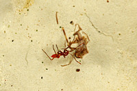Arachnocoris portoricensis