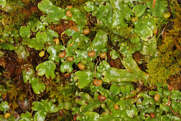 Liverwort Moss with Flowers