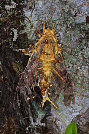 Dead Moth with Parasitic Fungi