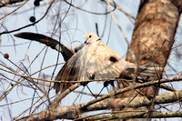 Ringed Turtle-Doves Mating, Tórtolas Collarinas