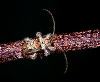 Long-horned Borer Beetle