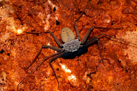Whip Spider, Guabá