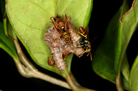 Polistinine paper wasps, Mischocyttarus phthisicus.