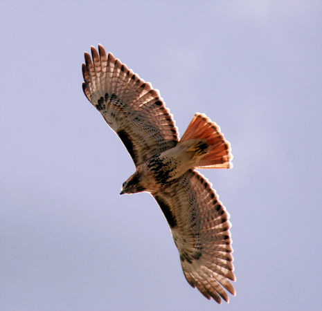 Red-tailed Hawk, Guaraguao