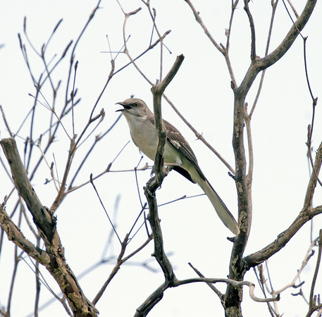Northern Mockingbird, Ruiseñor