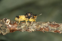 Jagged Ambush Bug (Americana)