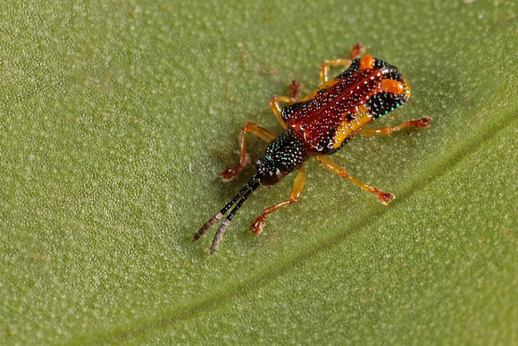 Scarab Beetle / Escarabajo