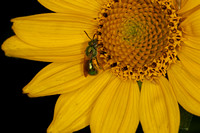 Pure Green Bee