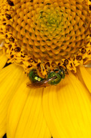 Pure Green Bee