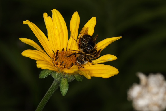 Bees Fighting
